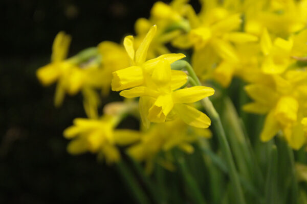 Narcissus 'Heart to heart'