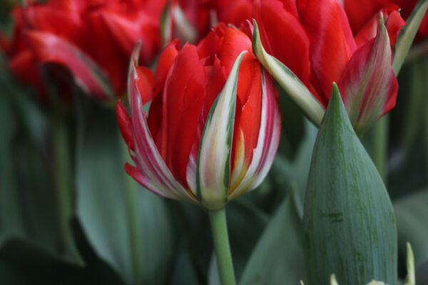 Tulipa 'Love Valley'