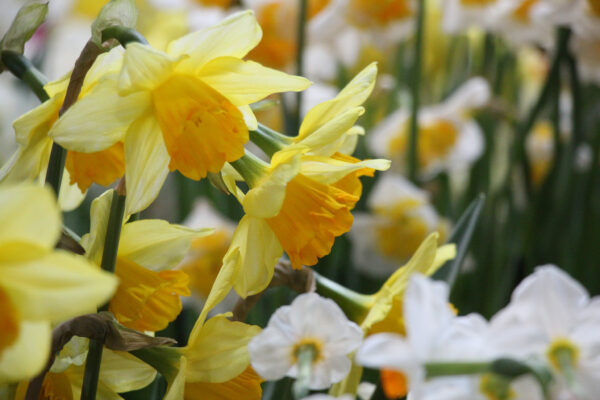 Narcissus 'Fortune'