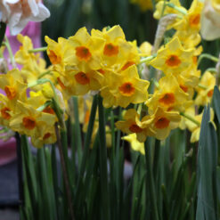 Narcissus '