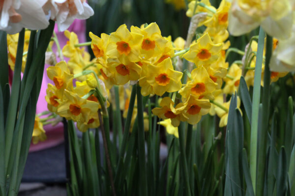 Narcissus 'Cornish Dawn'