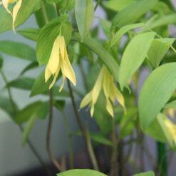 Uvularia grandiflora 'Pallida'