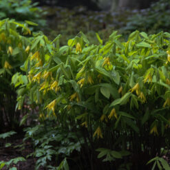 Uvularia grandiflora