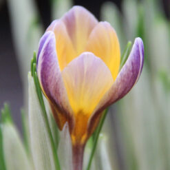 Crocus chrysanthus 'Advance'