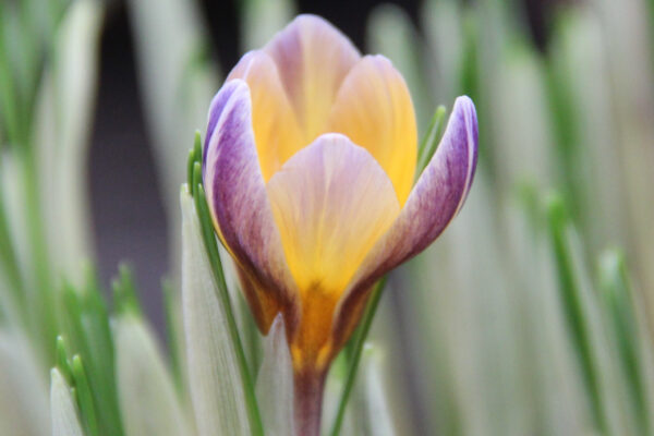 Crocus chrysanthus 'Advance'