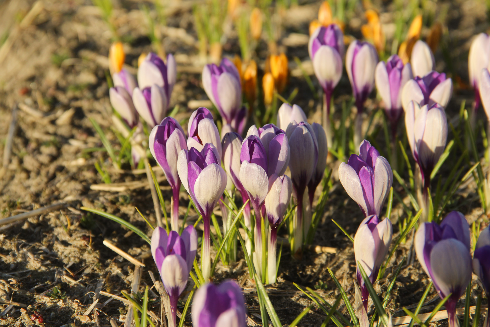 Crocus 'Yalta' - Afbeelding 3