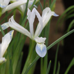 Iris reticulata  'Frozen Planet'