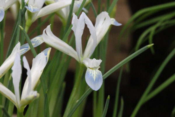 Iris reticulata  'Frozen Planet'