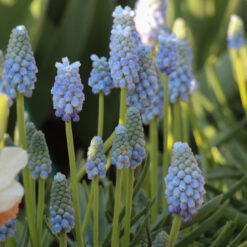 Muscari 'Peppermint'