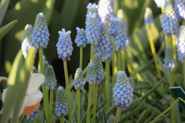 Muscari armenicum 'Peppermint'