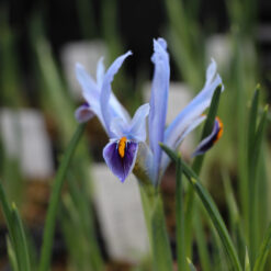 Iris reticulata 'Angela'