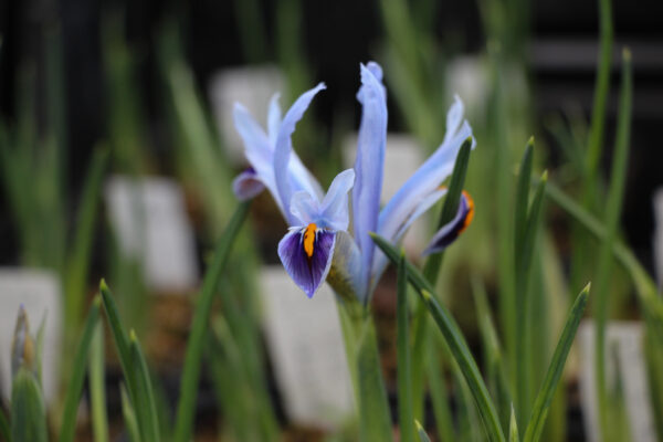 Iris reticulata 'Angela'