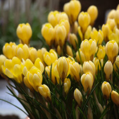Crocus chrysanthus 'Romance'