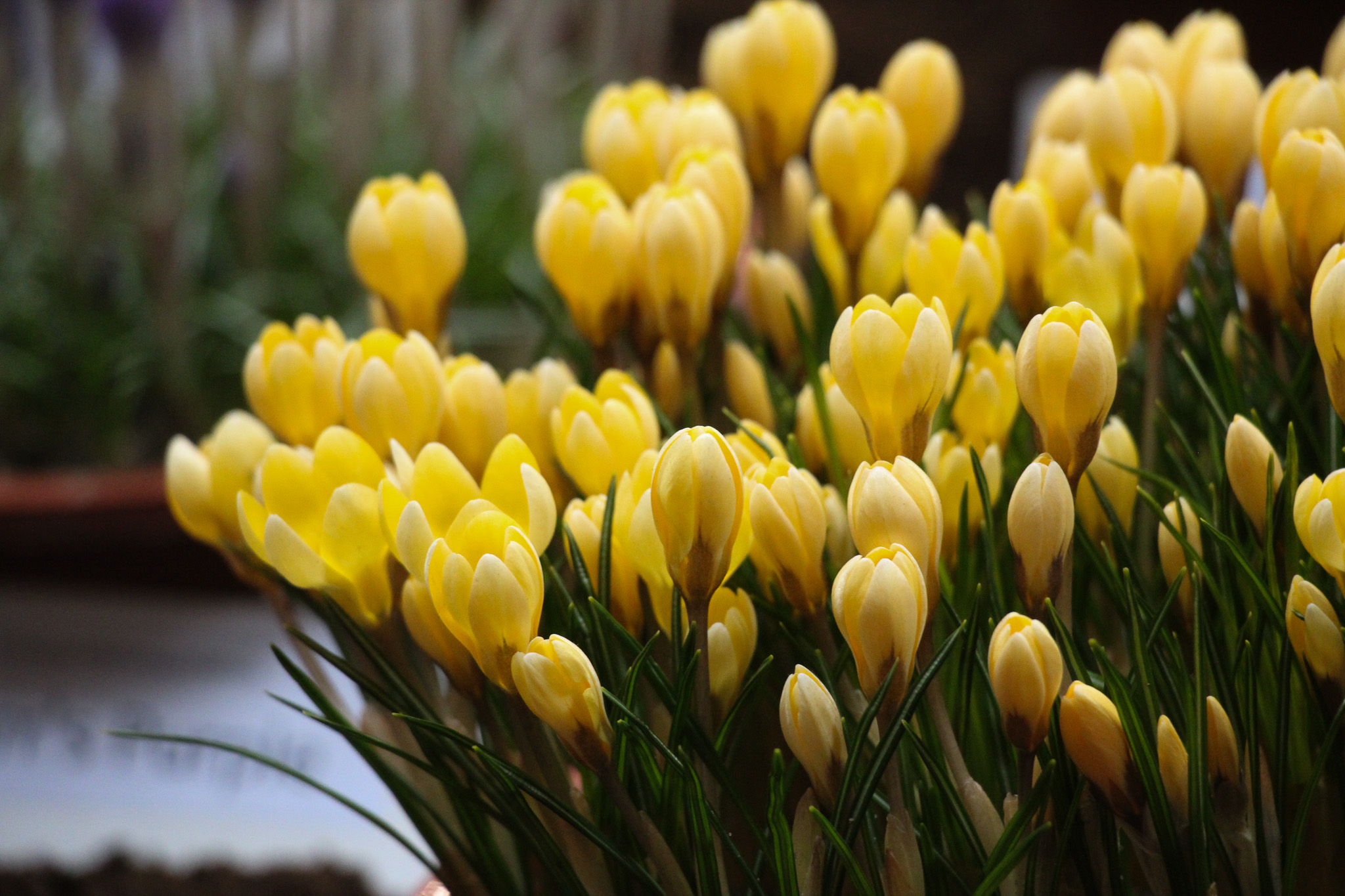 Crocus chrysanthus 'Romance'