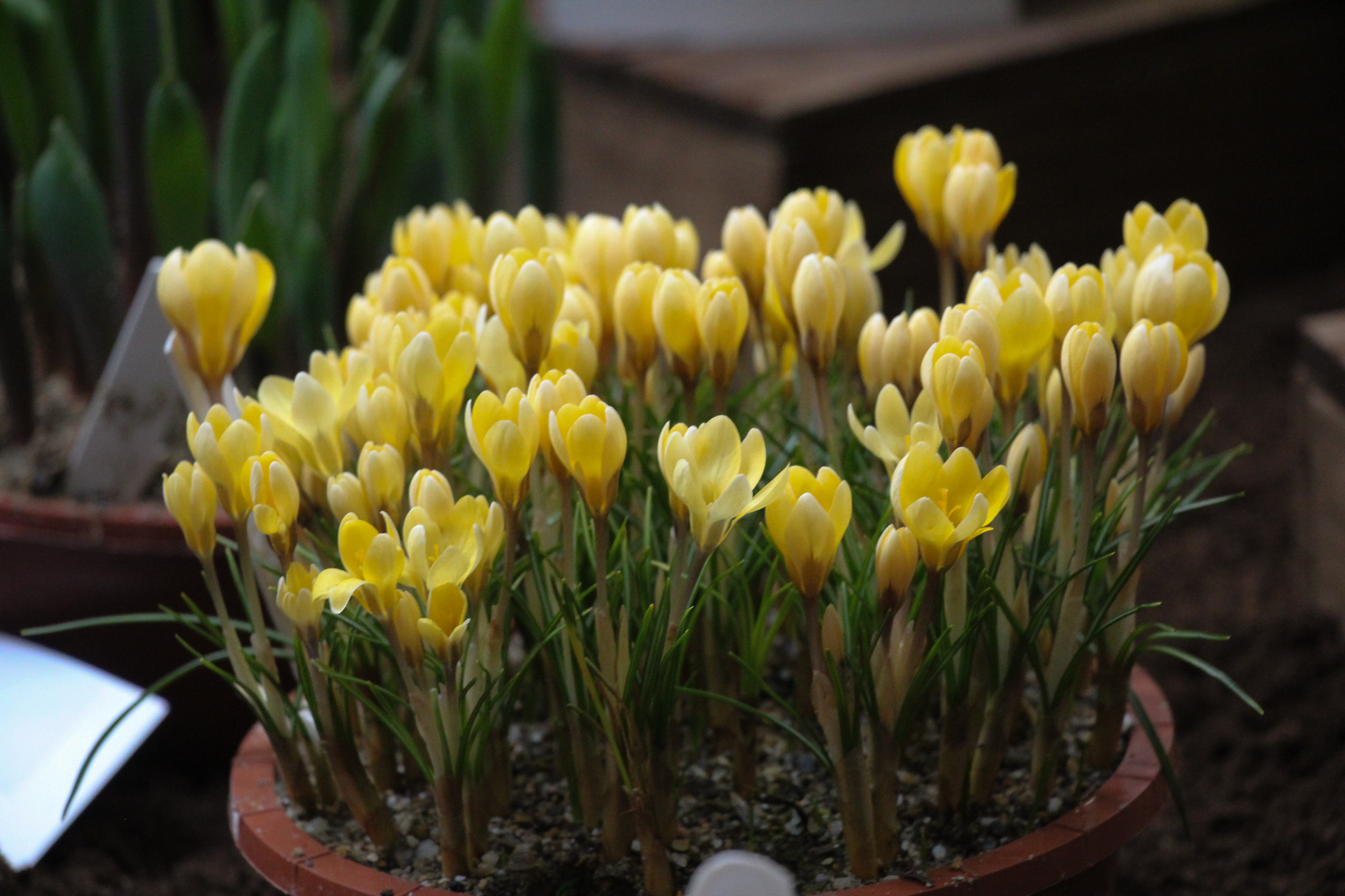 Crocus chrysanthus 'Romance' - Afbeelding 2