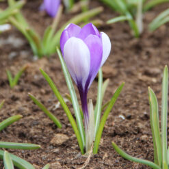 Crocus 'Yalta'