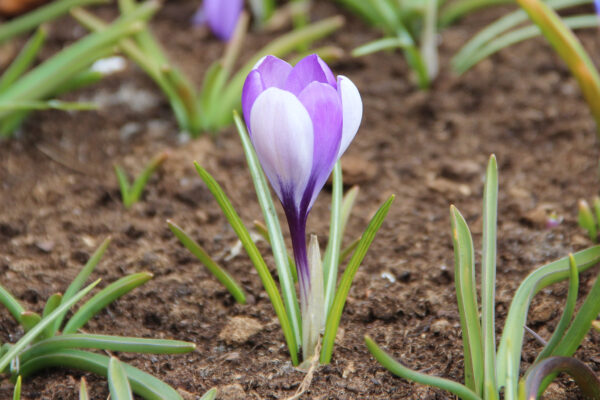 Crocus 'Yalta'