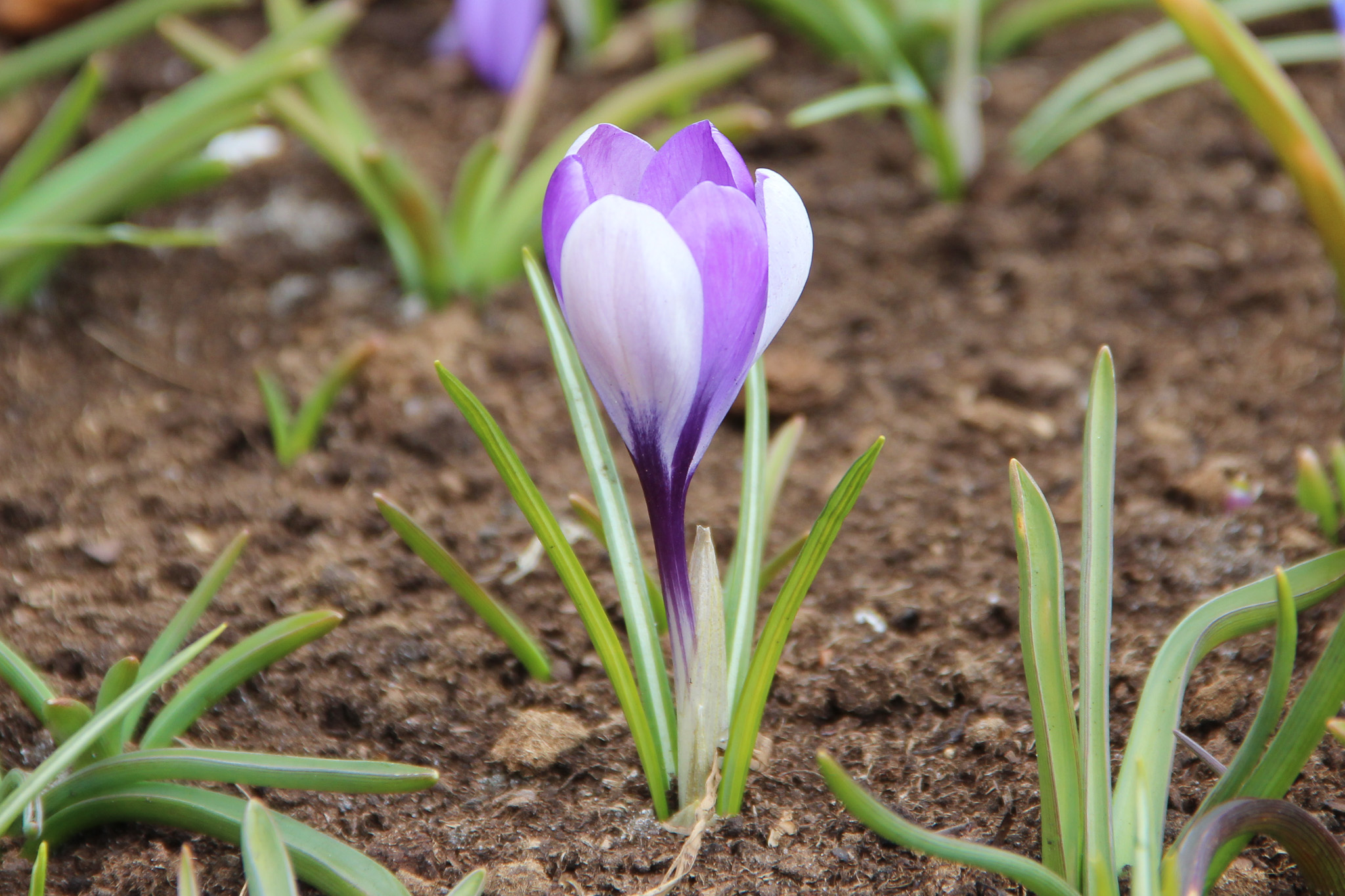 Crocus 'Yalta'