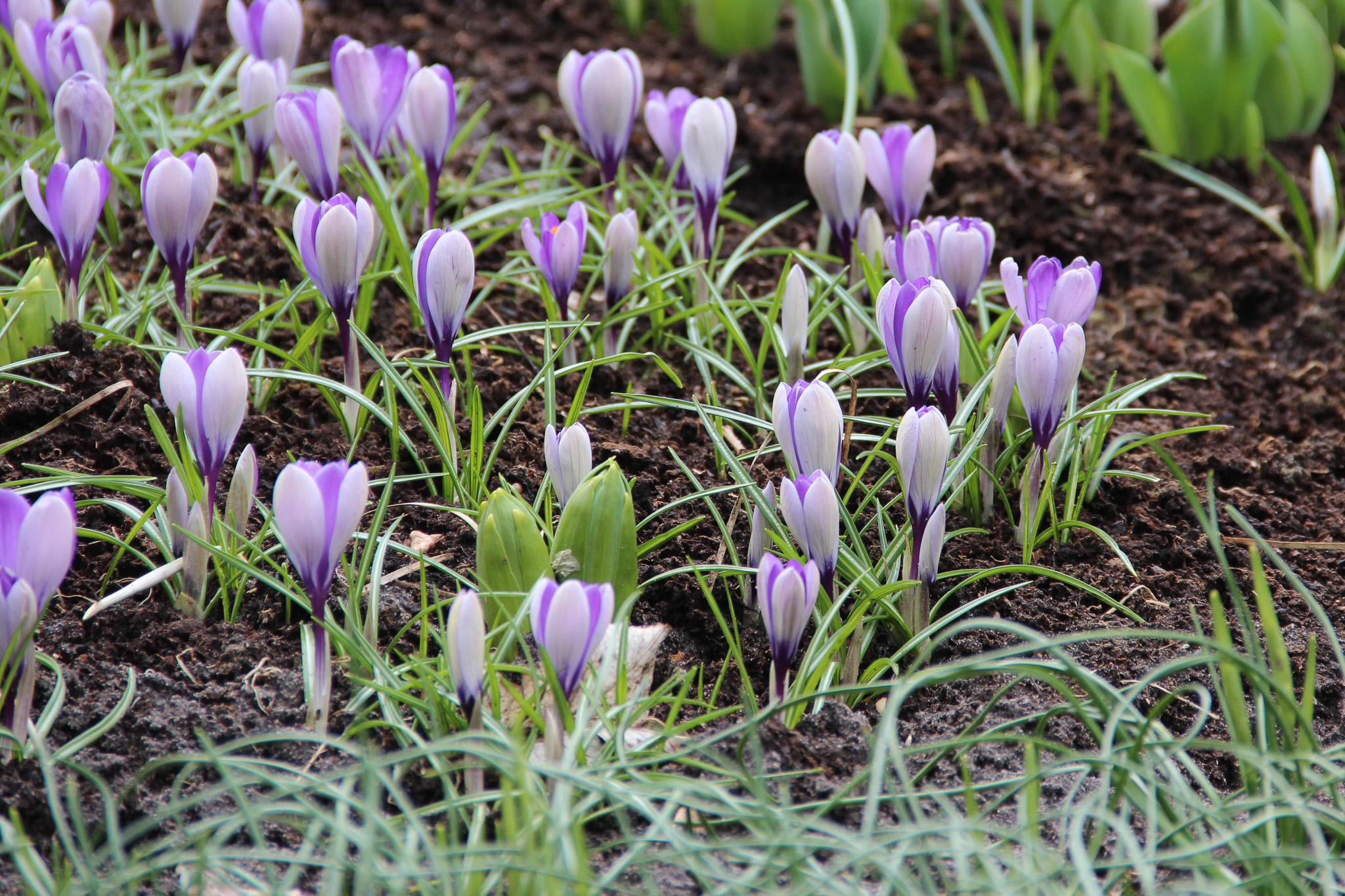 Crocus 'Yalta' - Afbeelding 2