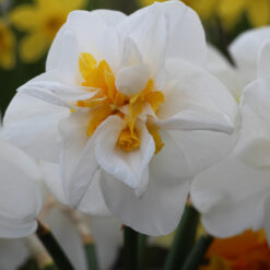 Narcissus 'Tender Love'