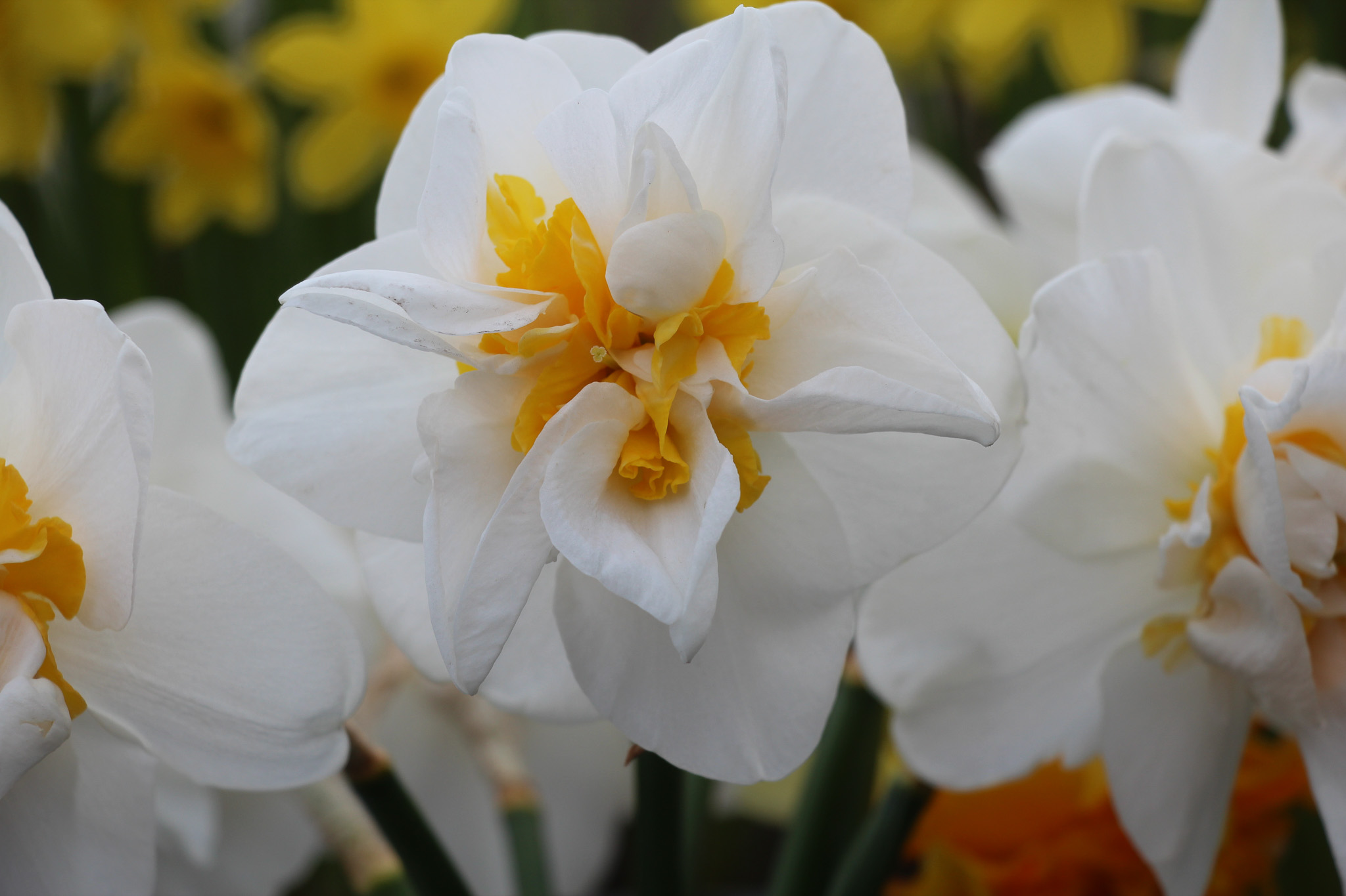 Narcissus 'Tender Love'