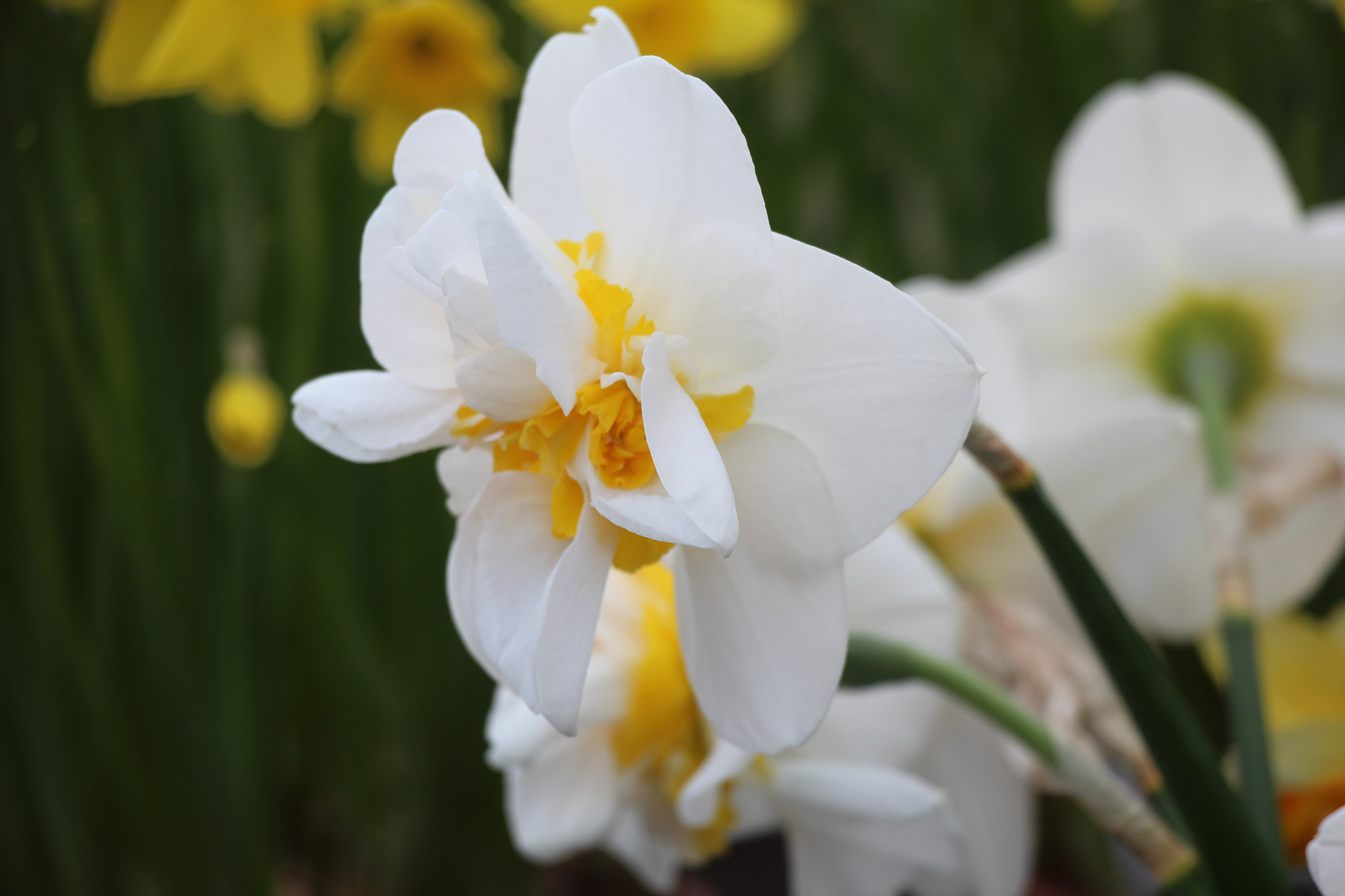 Narcissus 'Tender Love' - Afbeelding 3
