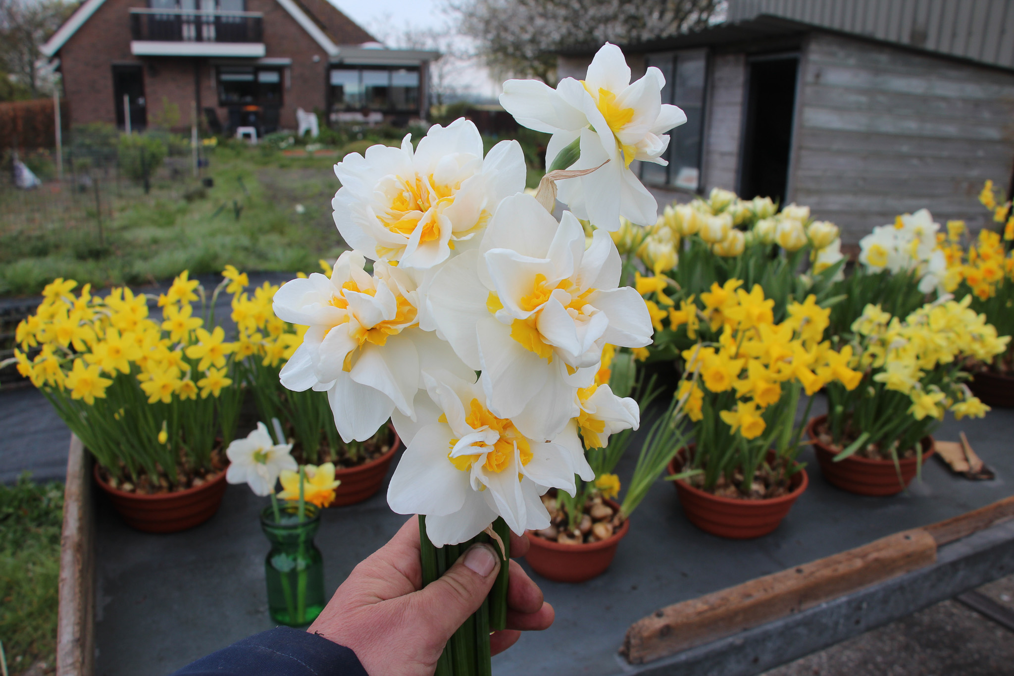 Narcissus 'Tender Love' - Afbeelding 2