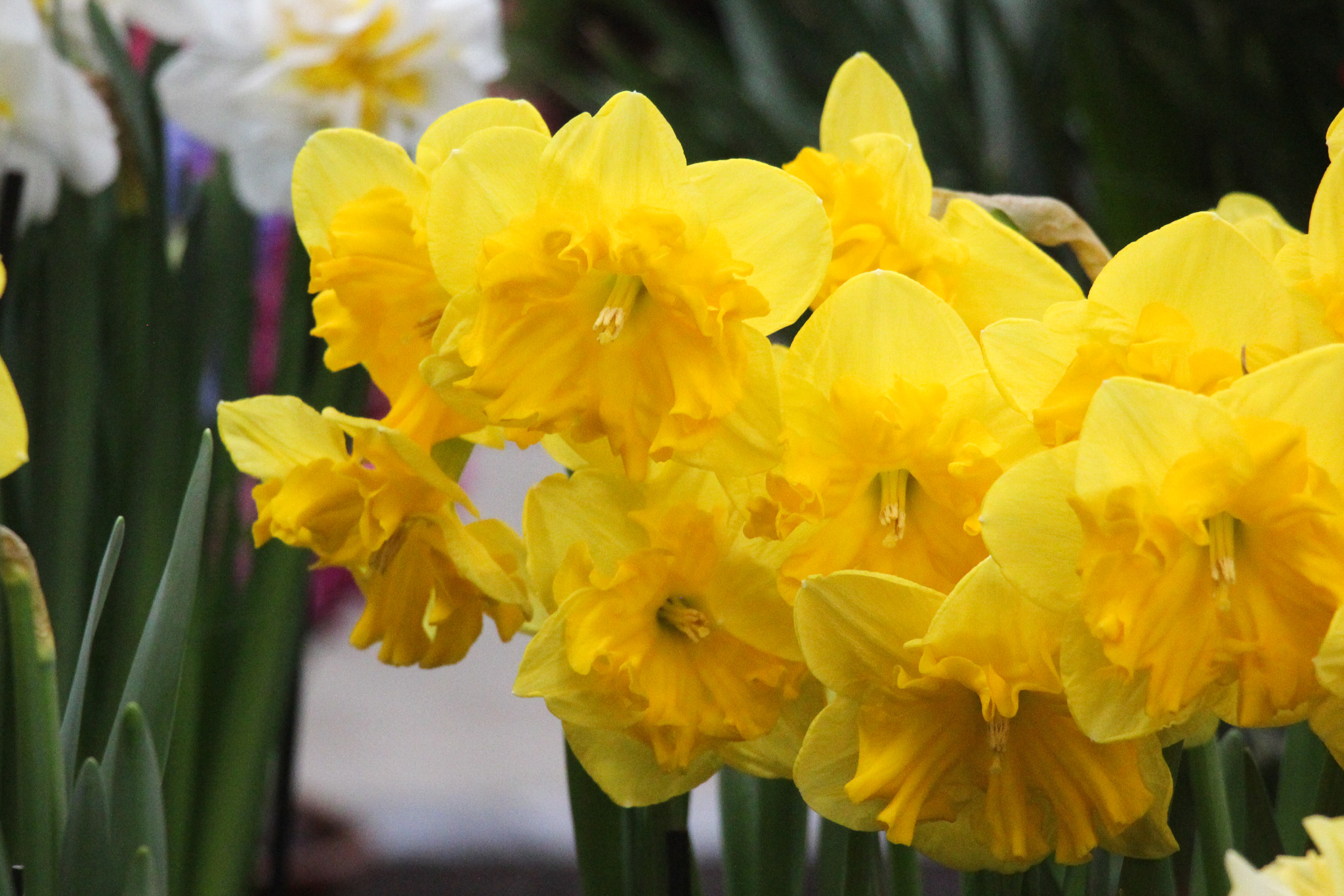 Narcissus 'Son-in-Law' - Afbeelding 3