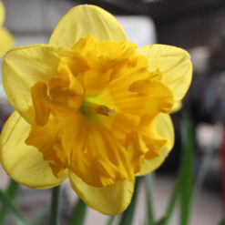 Narcissus 'Son-in-Law'