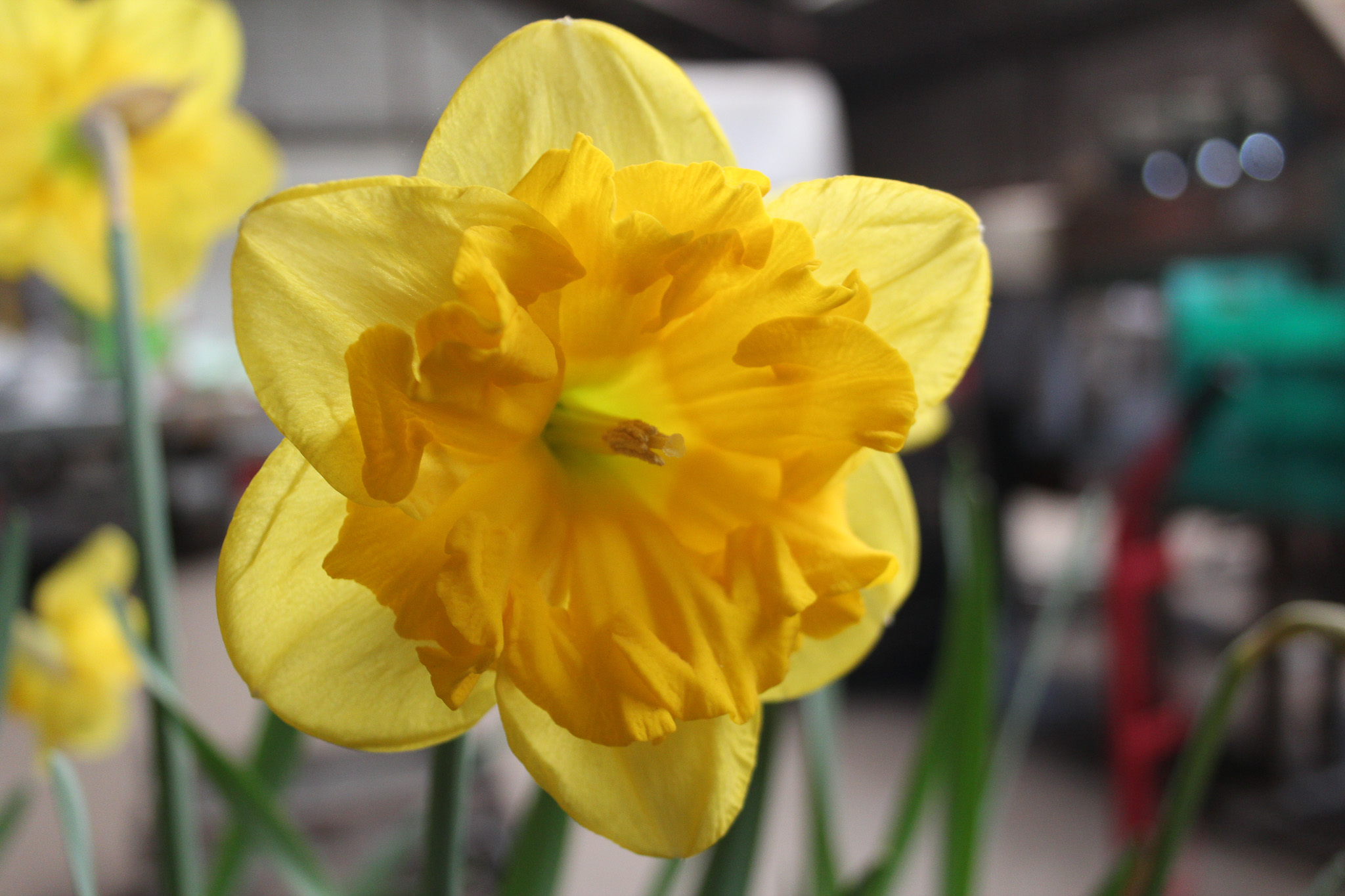 Narcissus 'Son-in-Law'