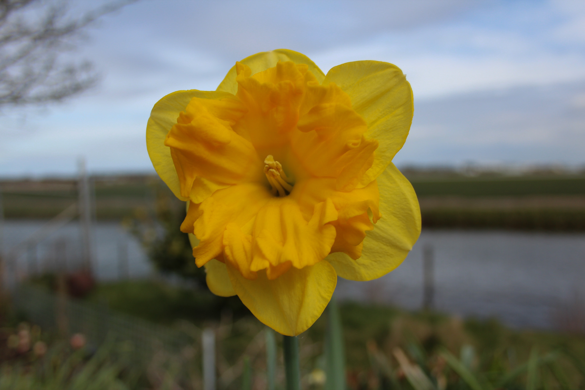 Narcissus 'Son-in-Law' - Afbeelding 2